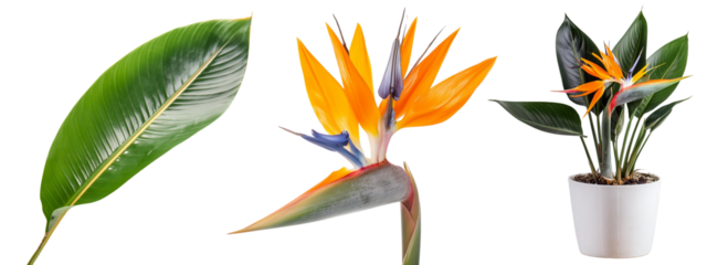 bird of paradise flower, leaf, white pot, Strelitzia, Tropical Plant, Houseplant, Beautiful Garden Plants