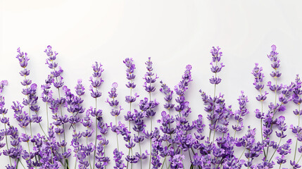 Beautiful lavender flowers on white background