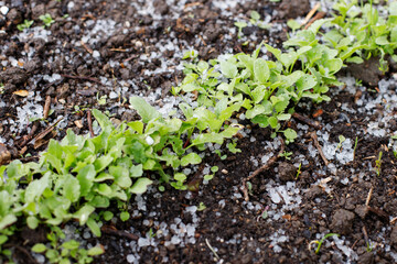 planting plants at the wrong time. hail damage to plants