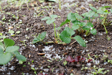 planting young strawberries in the garden. hail and snow fell. abnormal decrease in temperature