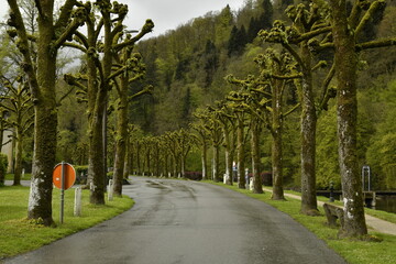 La route entre les arbres taillés en pleine nature bucolique à Bouillon 
