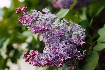 Obraz premium A bush of beautiful purple blooming lilac in the yard. Spring flowering shrubs