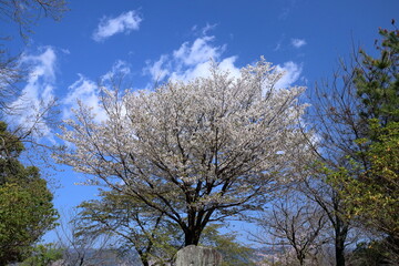 筆山の桜　山頂で咲き誇る　（高知県　高知市）