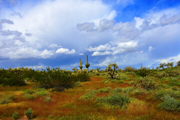 Central Sonora Desert Arizona - 795257115
