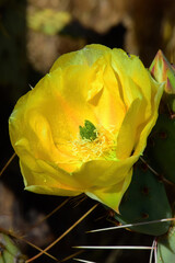 Prickly Pear Cactus Blossom Macro - 795257553