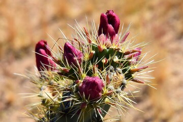 Cholla cactus, Close up, Sonora Desert, Mid Spring Flower buds