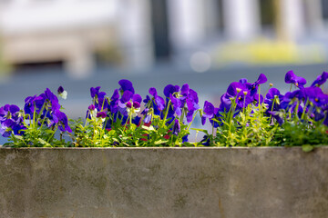 Selective focus of Viola tricolor in garden, Purple flowers with green leaves in flower pot, A common European wild flower growing as an annual or short-lived perennial, Natural floral background.