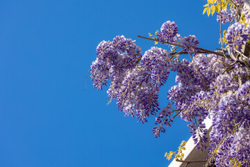 Uprisen angle of purple flowers Wisteria sinensis or Blue rain, Chinese wisteria is species of...