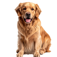 A dog, a golden retriever, is sitting in front of a white background.