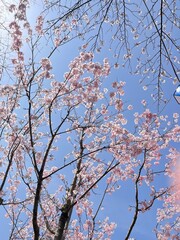 桜