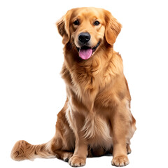 A golden retriever dog sitting, happy expression, full body shot, white background, high definition photography, high resolution
