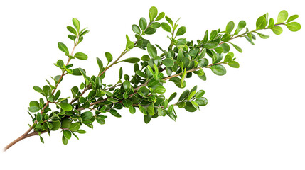 A branch of green leaves on a white background.