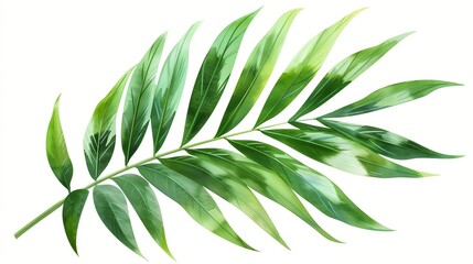 watercolor palm leaves on a white background.