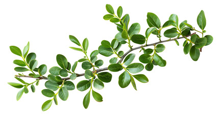 Obraz premium A branch of holly with green leaves sits on a white background.