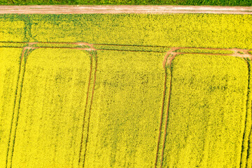 View vertically downwards onto a blooming rapeseed field in Taunus/Germany - obrazy, fototapety, plakaty