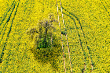 View vertically downwards onto a blooming rapeseed field in Taunus/Germany - obrazy, fototapety, plakaty