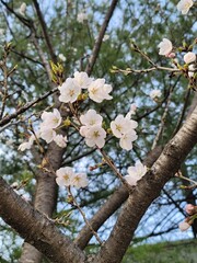 sakura 벚꽃  Cherry blossom