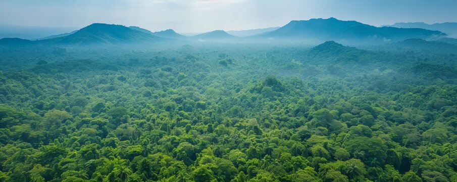 Aerial drone view of green lush forest