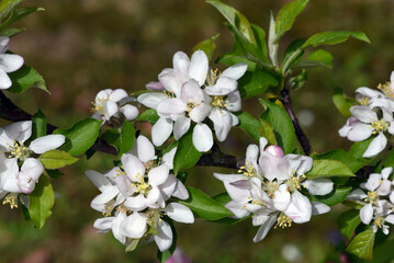 Wood apple, Malus, sylvestris