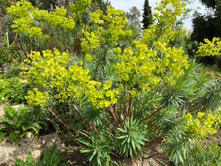 Palisade spurge, Euphorbia characias