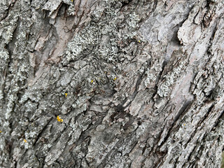 Bark, apple tree