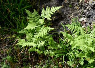 The Ruprechtsfarn, Gymnocarpium robertianum, is a species of fern that is widespread in Central...