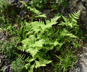 The Ruprechtsfarn, Gymnocarpium robertianum, is a species of fern that is widespread in Central Europe, especially in the limestone areas of the Alps,  Currania Robertiana