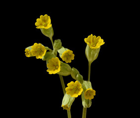 Cowslip, Primula veris, officinalis