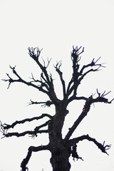 An autumn or winter tree . Black silhouette on a white background. Dead branches, the silhouette of a dead or dry tree on a white background with space to copy. Winter time. Cut out.High quality photo