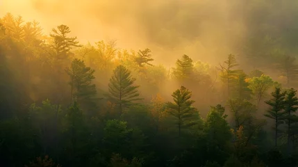 Deurstickers Golden Sunrise in Misty Forest Landscape with Warm Autumn Colors © doraclub
