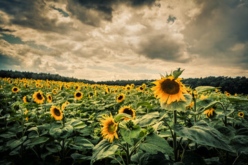 Sunflower on dark background. Shallow depth of field. Toned.