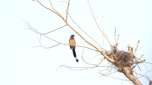 Rufous treepie (Dendrocitta vagabunda) sitting on tree in Pakistan 4k clip. Endemic birds of western ghats of South India. Beautiful 4K Footage.