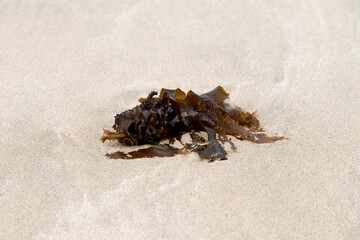 View of the seaweed on the sand beach