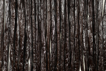 Vanilla beans texture.