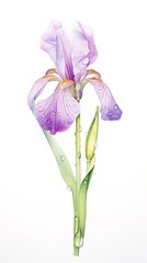 A watercolor painting of a purple iris with raindrops on the petals.