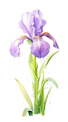 A watercolor painting of a purple iris with raindrops on the petals and stem.