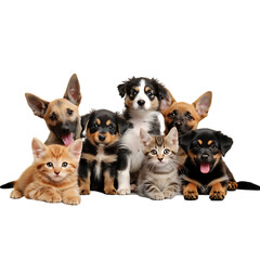 A group of cute puppies and cats on a white background ith clear details and lively poses.