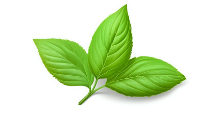 Lush Basil Leaves Isolated on White.
Realistic illustration of vibrant green basil leaves, perfect for culinary designs, food packaging, and recipe visuals.