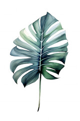 Elegant Watercolor Monstera Leaf.
Isolated watercolor painting of a Monstera leaf, showcasing intricate details and soothing colors, perfect for botanical illustrations, home decor designs, and tropic