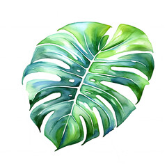 Watercolor Monstera Leaf Illustration.
Elegant and detailed watercolor Monstera leaf, perfect for tropical decor themes, botanical art collections, and greenery-themed designs