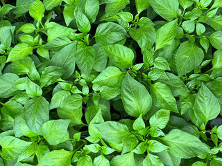 Green background of many leaves of a young plant, seedlings of chili peppers, paprika, pepperoni, leaves top view. 