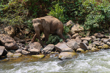Wild elephants crossing a clear river in summer
