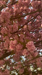 Fleurs roses des cerisiers du Japon à l'une des rues à Écaussinnes 