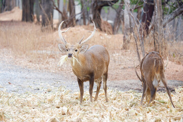 Obraz premium deer living in the forest.