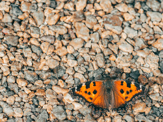 colored butterfly on yellow stones