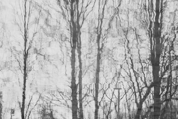 reflection of the spring forest in a puddle. black and white, concept
