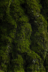 green moss on a tree close up. wallpaper