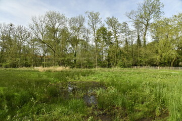 Zone de marrais au printemps au Vrijvroekpark à Malines 