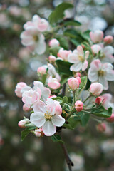 A blooming apple tree in a spring garden. Close-up of flowers on a tree. Selective focus. Vertical photo