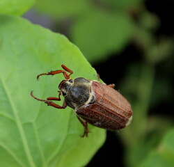 Maikäfer auf einem grünen Blatt
